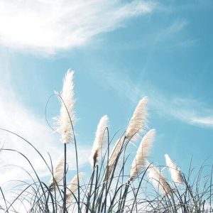 Fresh Air - Seventh Day Adventist Health Principles